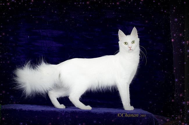GC., BW, RW Dschadi's Yildiz of Cozmecats